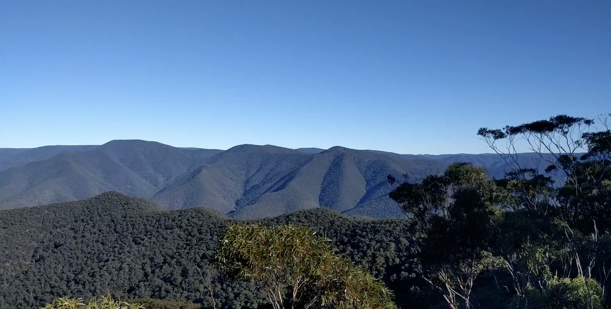 Wild Dogs from Splendour Rock, Blue Mountains