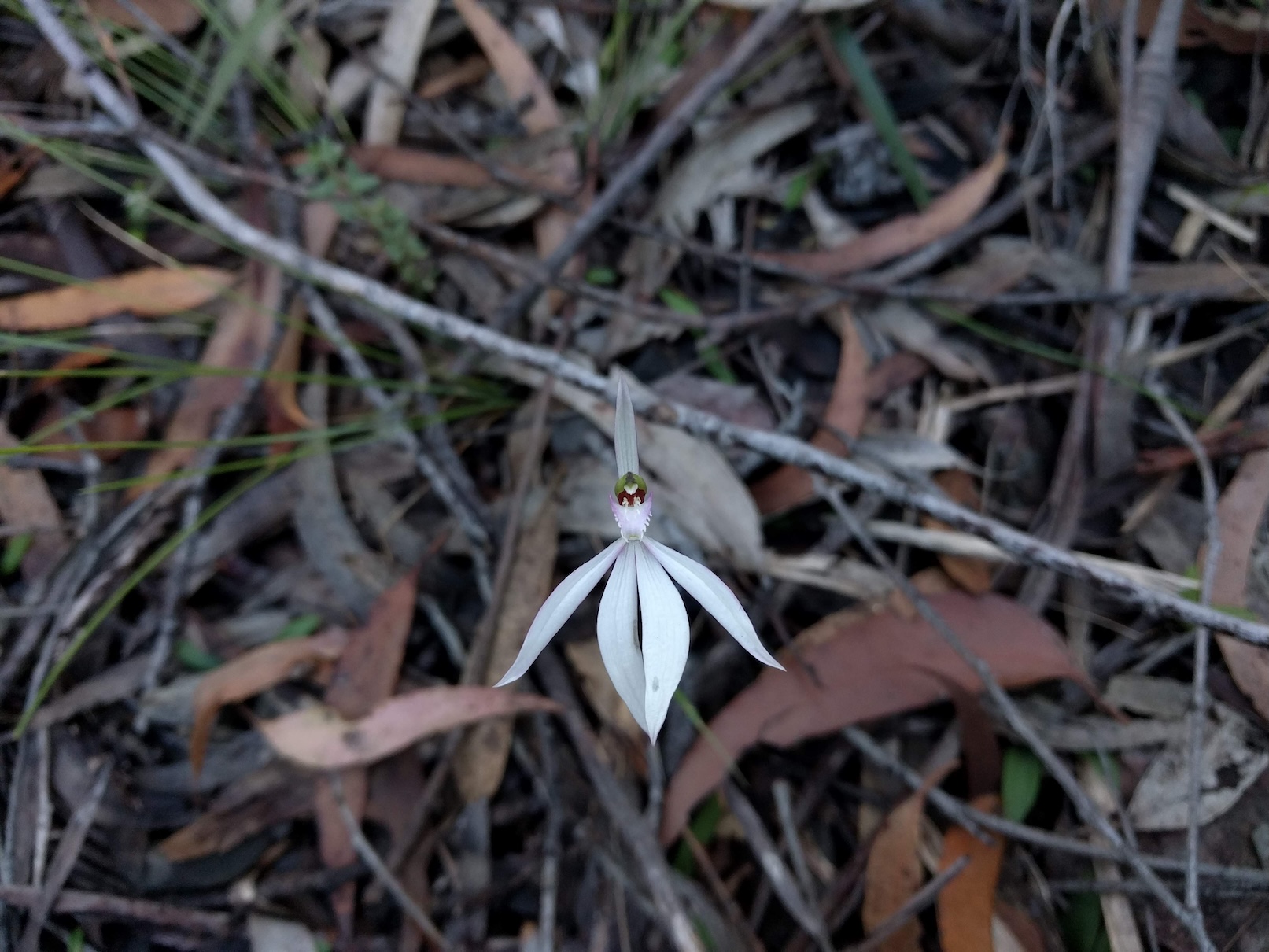 Caladenia picta (Fairy Orchid) poking out of the leaf litter