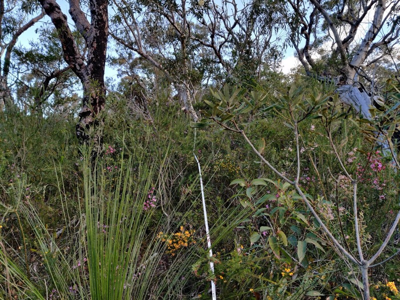 Floral trait fieldwork, Ku-ring-gai Chase NP, 2020