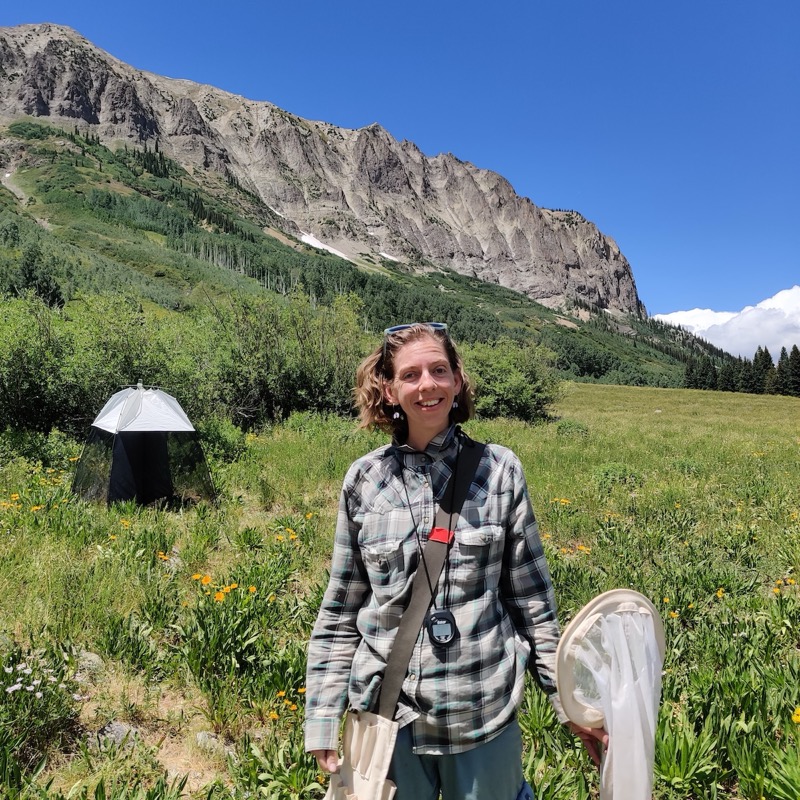 Ruby sampling pollinator networks at Rocky Mountain Biological Laboratory (photo: Annie Colgan)