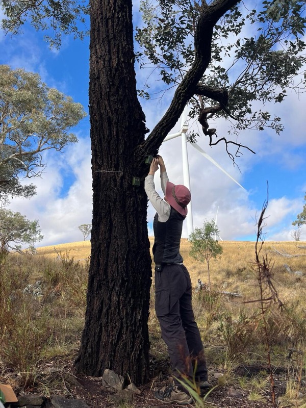 Installing song meters for ecoacoustic fieldwork (photo: Malan Bothma)