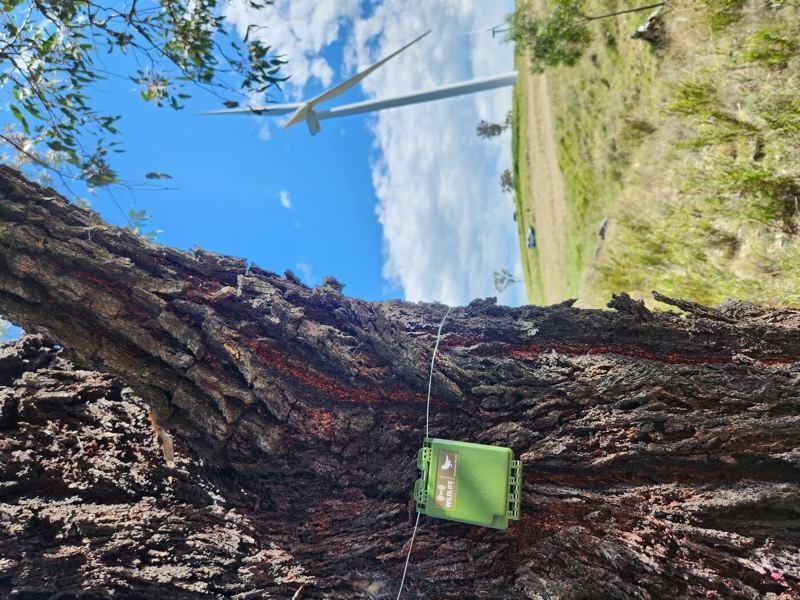 Song meter on Eucalyptus sideroxylon ironbark, central west wind farm