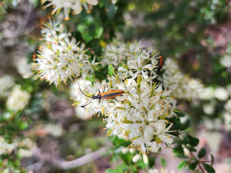 Longicorn beetles on Bursaria spinosa flowers, Three Capes Tasmania