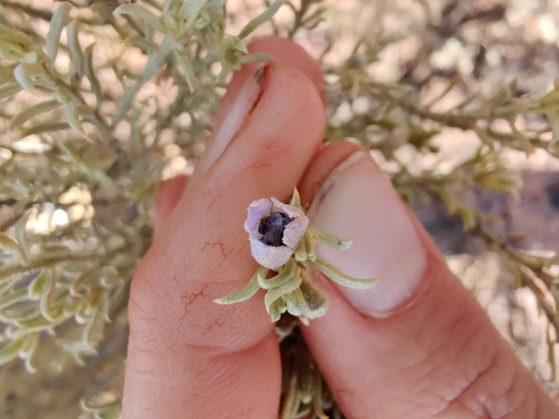 Euhesma native bee inside Eremophila scoparia, Yeo Lake NR WA