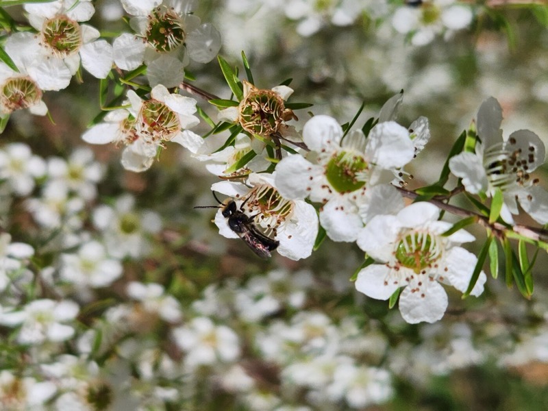 Leioproctus native bee on Leptospermum