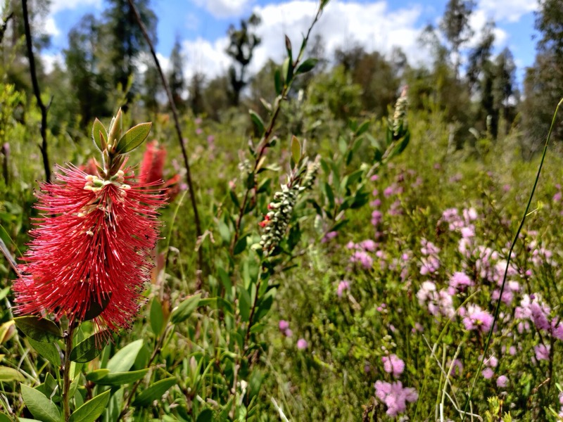 Melaleuca swamp in flower, Wollemi NP